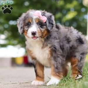 Mrs. O’Leary, Mini Bernedoodle Puppy